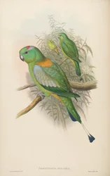 Prioniturus setarius = Prioniturus platurus
